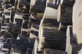 Aspen and other species logged during the winter and piled at landing ready for transport to mill in International Falls.