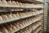 Chicken eggs in hatchery. Avian influenza disease prevention and control in poultry facilities.