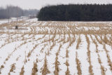 Corn stubble in mid-January, central Minnesota.