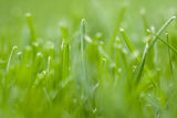 Turf grass research. Turf grass research.