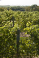 Cannon River Winery and vineyard in the Sogn Valley, Goodhue County, Minnesota.