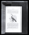 Snakebird, illustration from Alfred Newton, "A Dictionary of Birds"