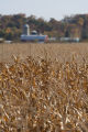 Corn on farm in Blue Earth County, Minnesota.