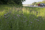 Thistle in highway ditch, US Hwy 169.
