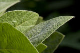 Morning dew on soybean leaves at the University of Minnesota's Southern Research and Outreach Center, Waseca, Minnesota.