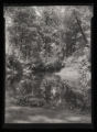 Rice Creek, landscape