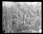 Prothonotary Warbler's nesting places
