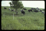 Rotational grazing research by Dennis G. Johnson, University of Minnesota West Central Research and Outreach Center, Morris.