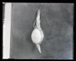 Ruddy Duck, neck sac, inflated