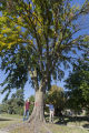 Bob Blanchette (left) and Ben Held (right) looking at Dutch elm disease infected American elm that has been marked to remove in St. Paul, Minnesota.