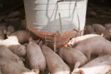 Alternative swine production research at West Central Research and Outreach Center, Morris.