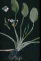 Sagittaria rigida