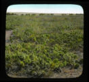 Prickly pear cactus in the grasslands of Montana