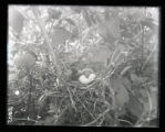 Black-billed Cuckoo nest and eggs