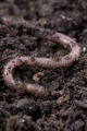 Earth worms. Earth worms.