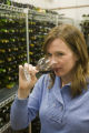 Katie Cook, Enology Project Leader doing sensory evaluation of Minnesota wines at the Horticultural Research Center.