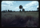 Saint Johns River Marsh
