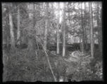 Upper beaver dam, West wing, from below
