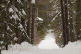 Cloquet Forestry Center of the University of Minnesota.