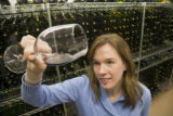Katie Cook, Enology Project Leader doing sensory evaluation of Minnesota wines at the Horticultural Research Center.