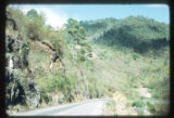 Coriaria by road