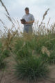Perennial ryegrass variety development and winter hardiness testing. Research plots on St. Paul Campus, University of Minnesota.