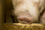 Teaser boar used in the University of Minnesota's swine breeding program.