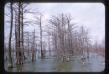 Cypress and Water Tupelo, Nyssa aquatica.