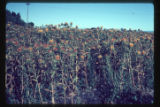 Safflower, Lincoln College