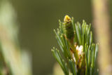 Beginning of a white pine cone. White pine nursery at the University of MInnesota, Cloquet Forestry Center.