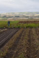 Potato breeding, harvest. University of Minnesota potato breeding plots at the Williston Research Extension Center in North Dakota.