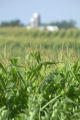 Corn field and farm buildings in southwestern Minnesota.