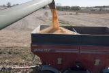 Combine harvesting corn at the University of Minnesota, Rosemount Research and Outreach Center.