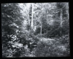 Corduroy bridge over small creek entering into upper Nicollet Lake on the Lind Trail