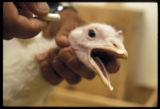 Turkey reproduction research.