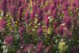 Amaranth growing on St. Paul campus, University of Minnesota.