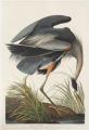 Plate 211 (Plate CCXI), Great blue Heron