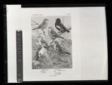 Vesper Sparrow, Lark Bunting, Lark Sparrow, Dickcissel, illustration, plate 84 in Birds of Minnesota