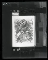 Owls, Richardson, Socowhet, Hawk, illustration from Elon Howard, "Birds of New York"