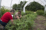 High tunnel, hoop house for raspberry production and research.