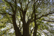 The original 'St. Croix' elm tree near Afton, Minnesota. Resistant to Dutch elm disease.