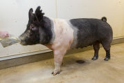 "Big Mama" is the mother of "Gopher Nation" an outstanding boar that came from the University of Minnesota's swine breeding program.