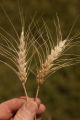 Norden' wheat