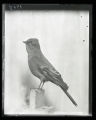 Townsend's Solitaire, mounted specimen