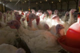 Turkey research, flock at Rosemount Research and Outreach Center, University of Minnesota.