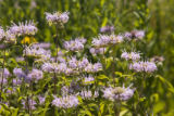 Alternative crops and plants in Midwest cropping systems.