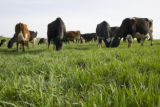 Organic dairying and rotational grazing research by Dennis G. Johnson, University of Minnesota West Central Research and Outreach Center, Morris.
