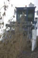 Soybean plot harvest at the University of Minnesota, Southern Research and Outreach Center, Waseca.