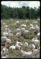 Free range turkeys outside, turkey farm near Roseau, Minnesota.