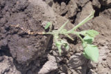 Soybean plant and roots, showing nodules that contain nitrogen-fixing bacteria.